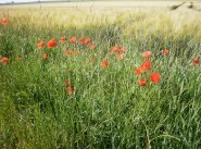 Terrain Saint Nazaire Sur Charente